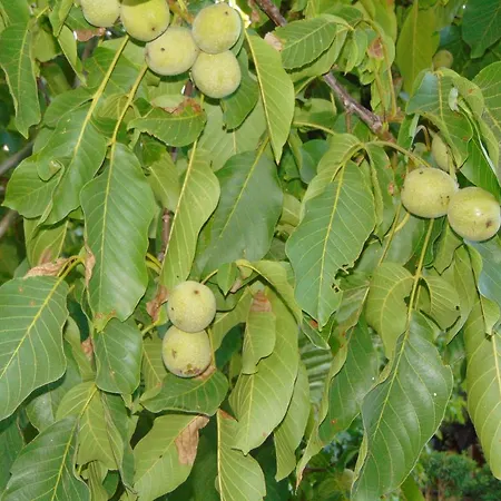 Walnut Grove Σπίτι διακοπών Βουνί