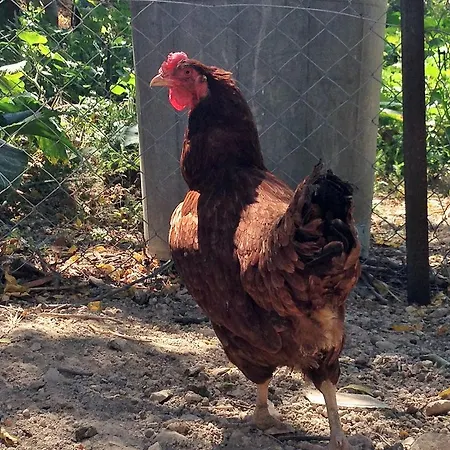 Walnut Grove Vakantiehuis