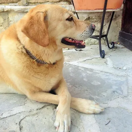 Vakantiehuis Walnut Grove Vouni