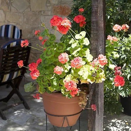 Tatil Evi Walnut Grove Vouni