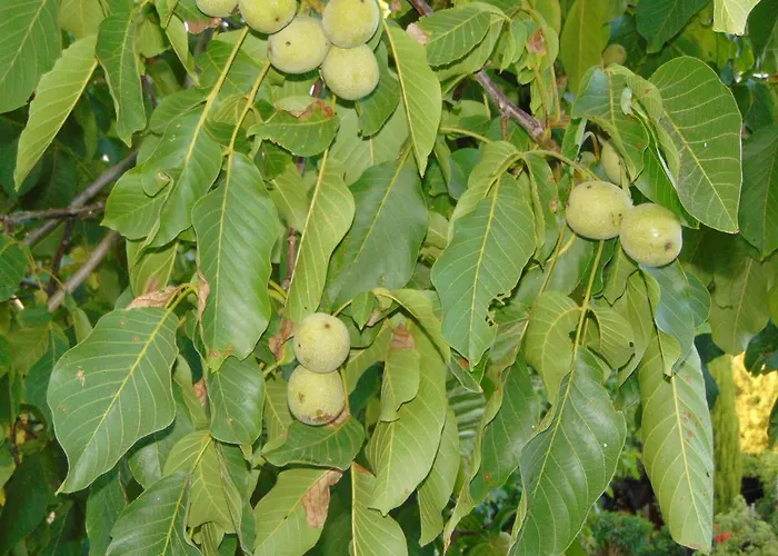 Walnut Grove Prázdninový dům Vouni