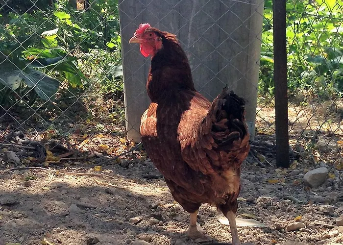 Walnut Grove Prázdninový dům